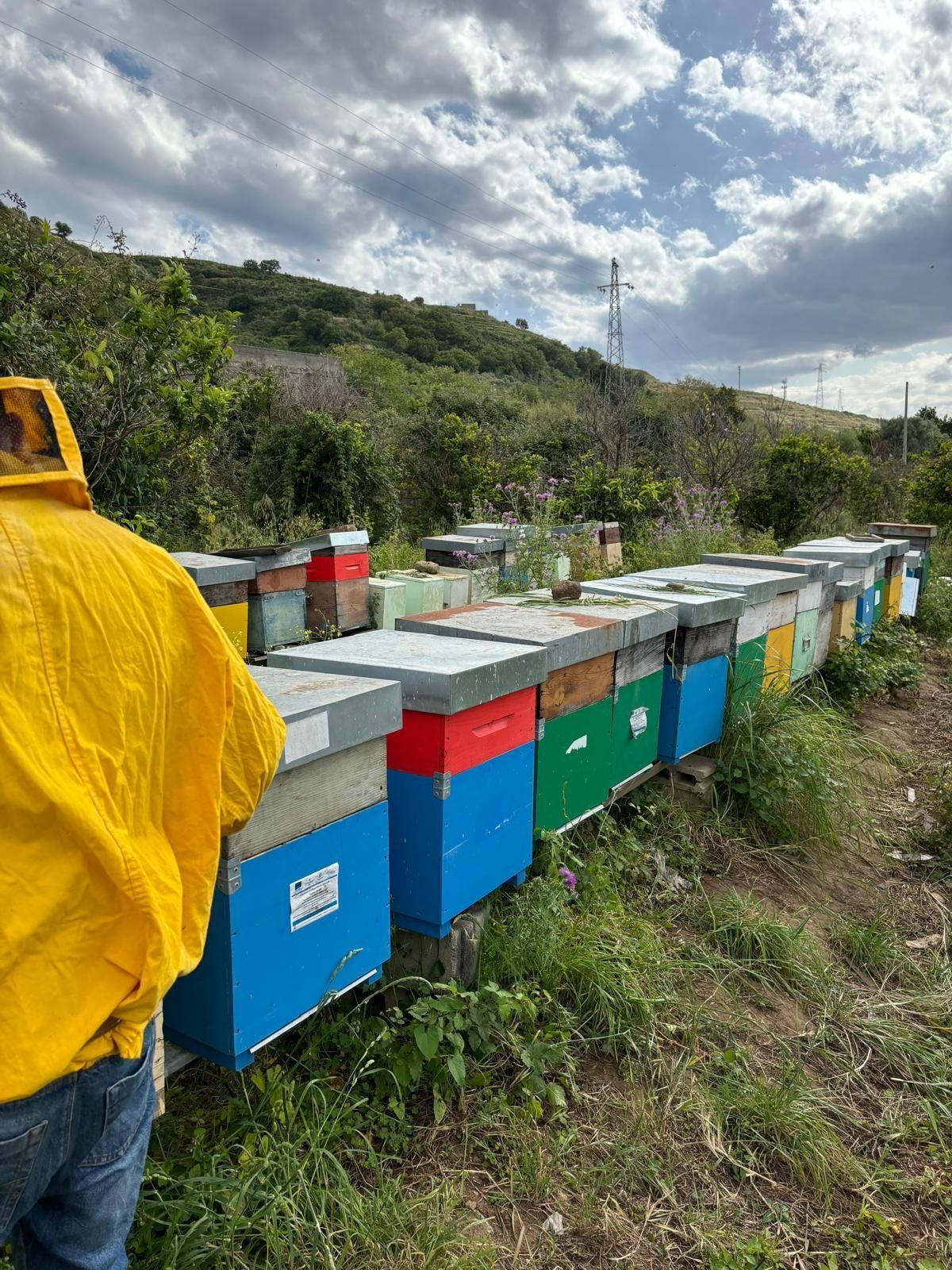 Colorati alveari allineati in un campo erboso sotto un cielo nuvoloso, con colline sullo sfondo.