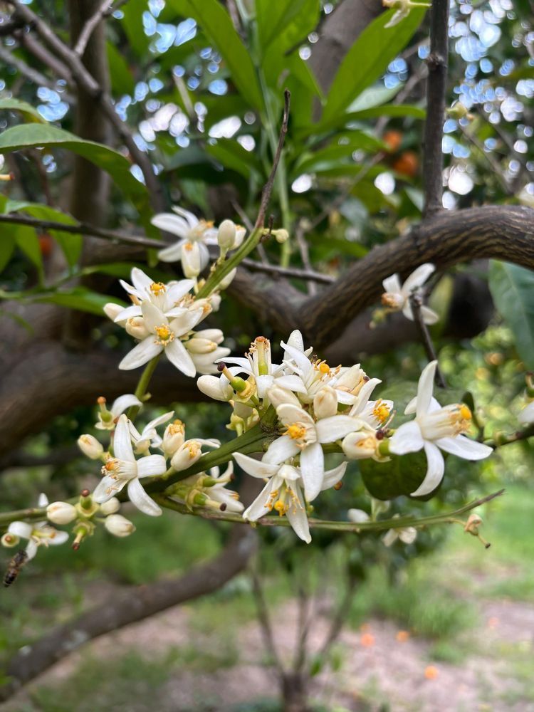 Fiori bianchi su un ramo d'albero con foglie verdi in un contesto di giardino.
