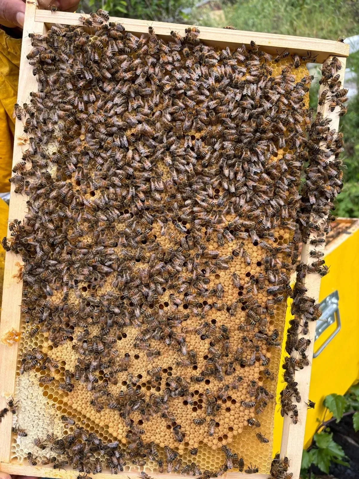Struttura a nido d'ape ricoperta di api, con un alveare giallo visibile sullo sfondo.