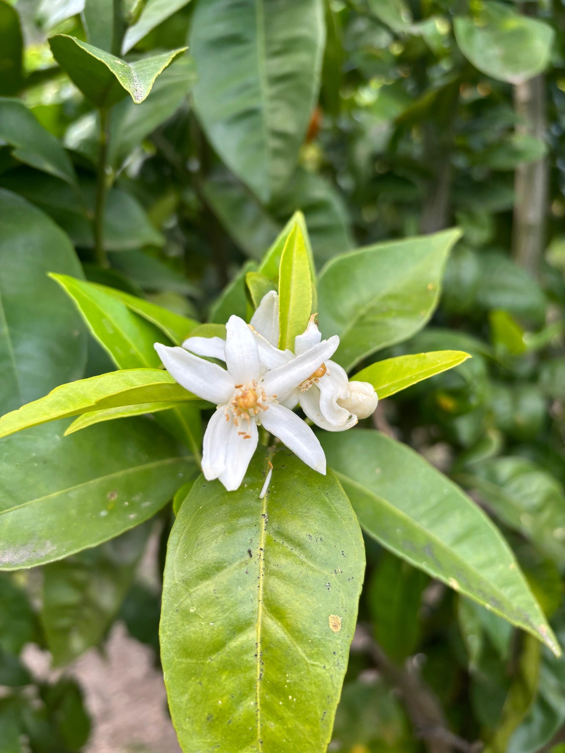 Fiore bianco che sboccia tra foglie verdi lucide su una pianta frondosa