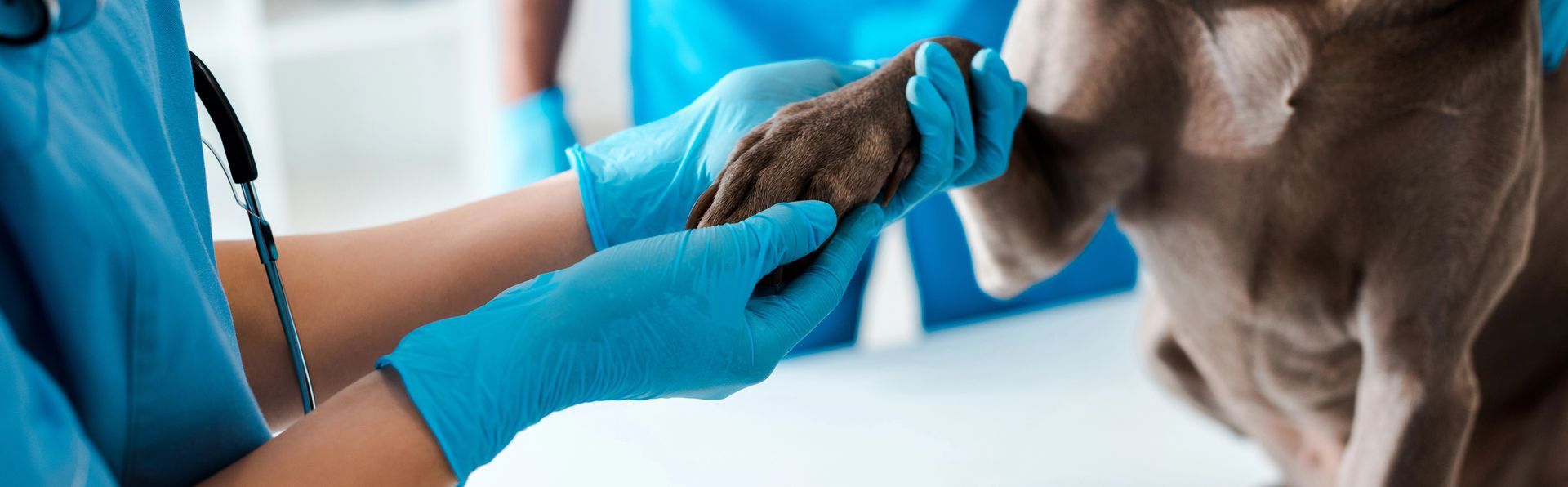 Veterinario esamina la zampa di un cane. Medico che indossa guanti e camice blu. Contesto clinico.