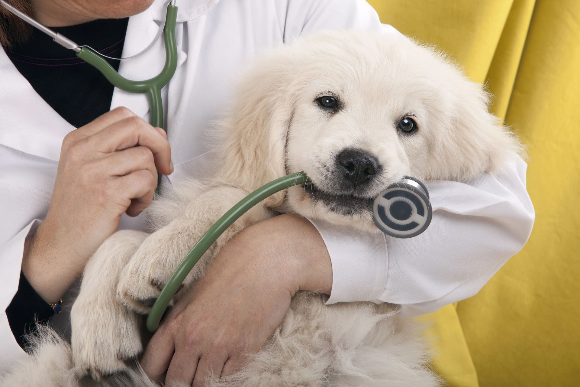 Veterinario che tiene in mano un cucciolo di Golden Retriever con uno stetoscopio. Il cane ha lo stetoscopio in bocca.