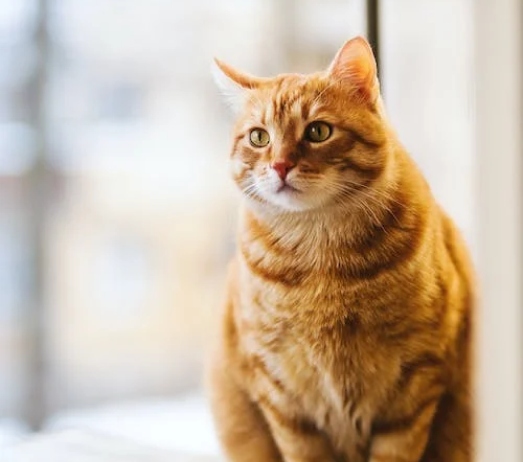 An orange cat is sitting on a window sill and looking out the window.