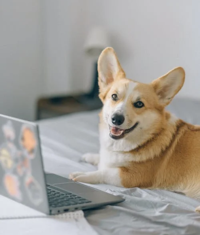 A corgi dog is laying on a bed next to a laptop computer.