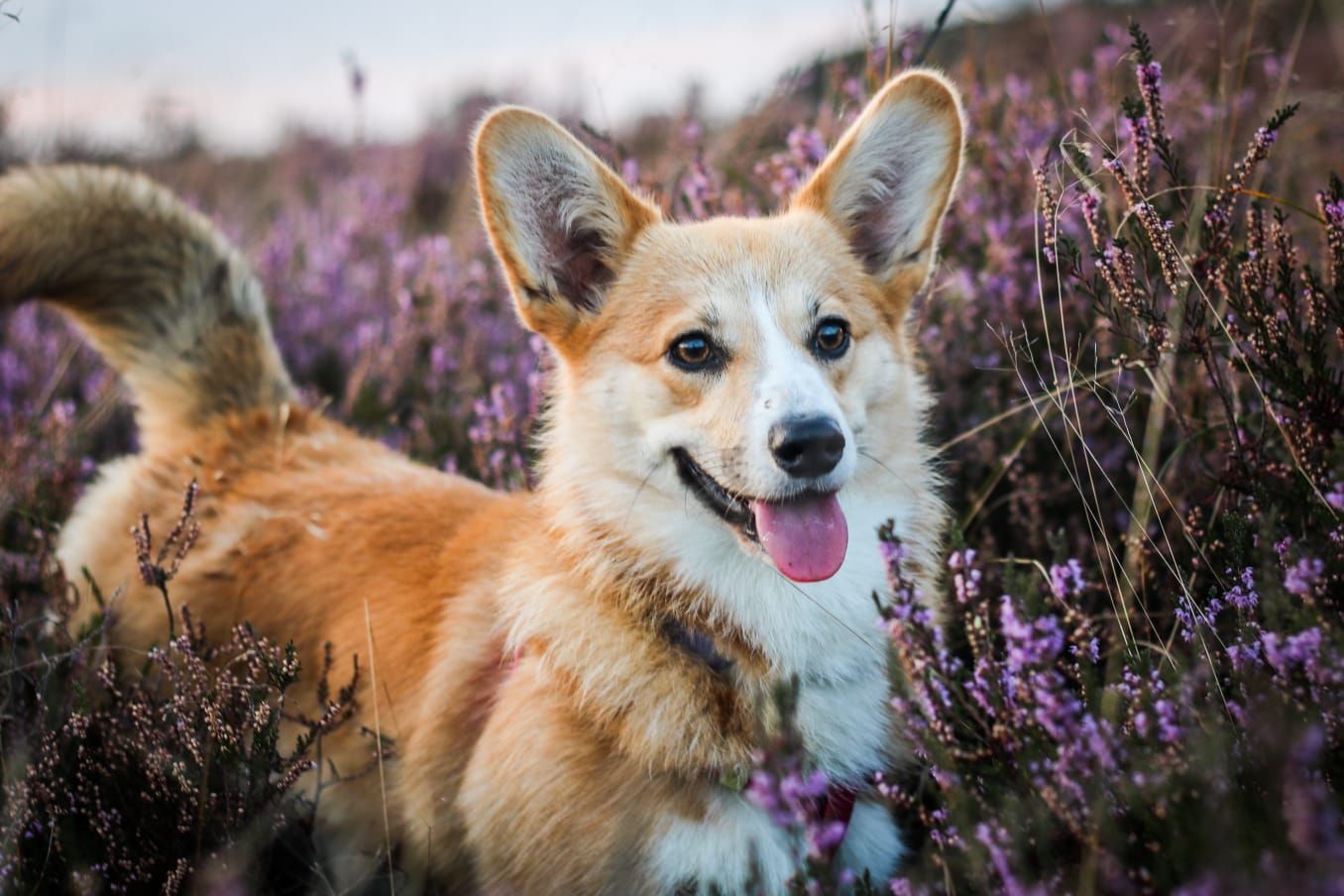 Hond