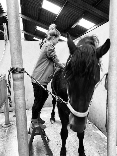 Massage Paard