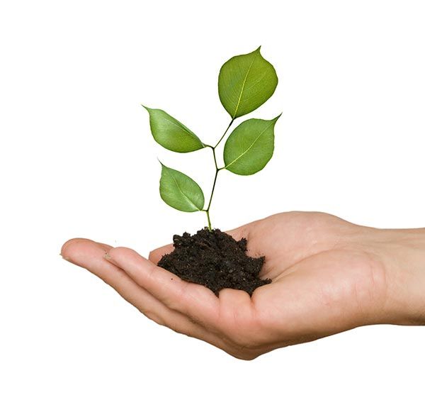 Una persona sostiene una pequeña planta en su mano.