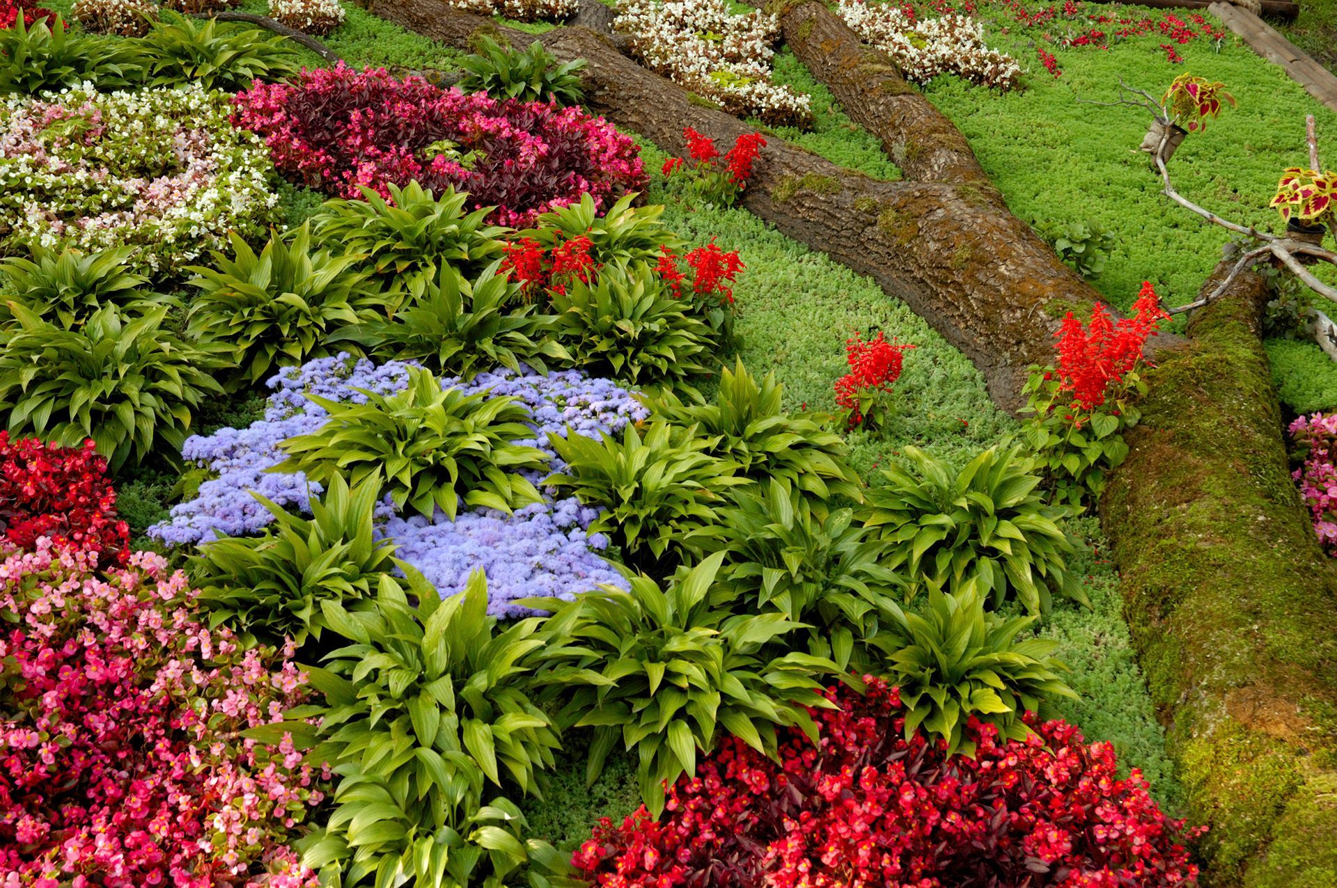 VIVEROS DE REYNOSA