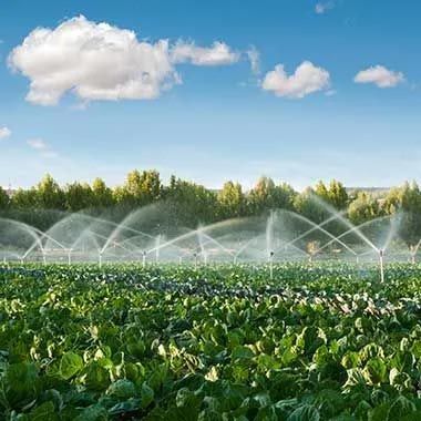 Se riega un campo de coles con aspersores.