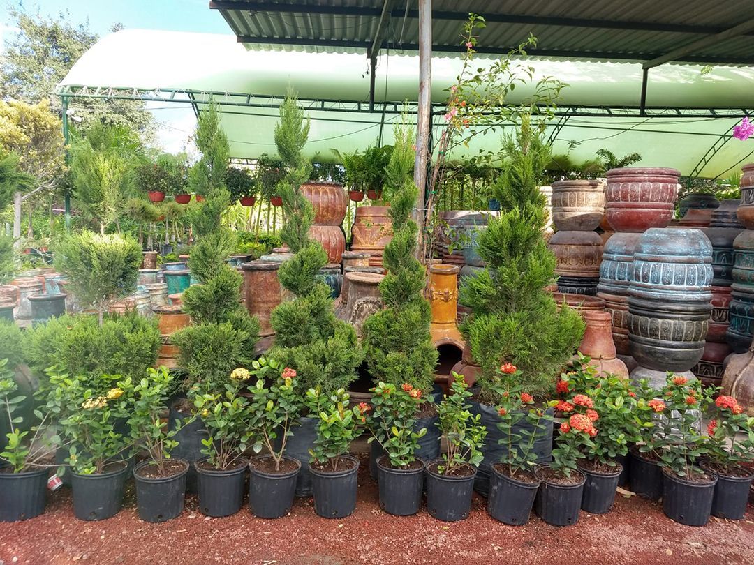 VIVEROS DE REYNOSA