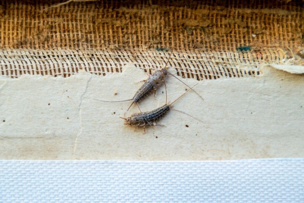 Two Silverfish Are Sitting on a Piece of Paper — Country to Coast Pest Control In Sawtell, NSW