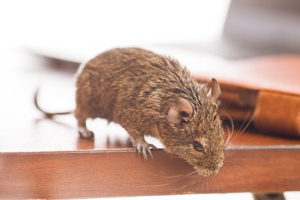 A Small Brown Mouse is Standing on a Wooden Table — Country to Coast Pest Control In Sawtell, NSW