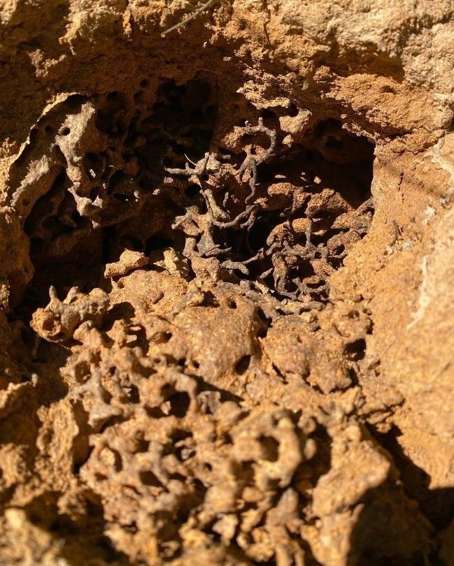 A Close Up of a Rock With a Hole in It — Country to Coast Pest Control In Macksville, NSW