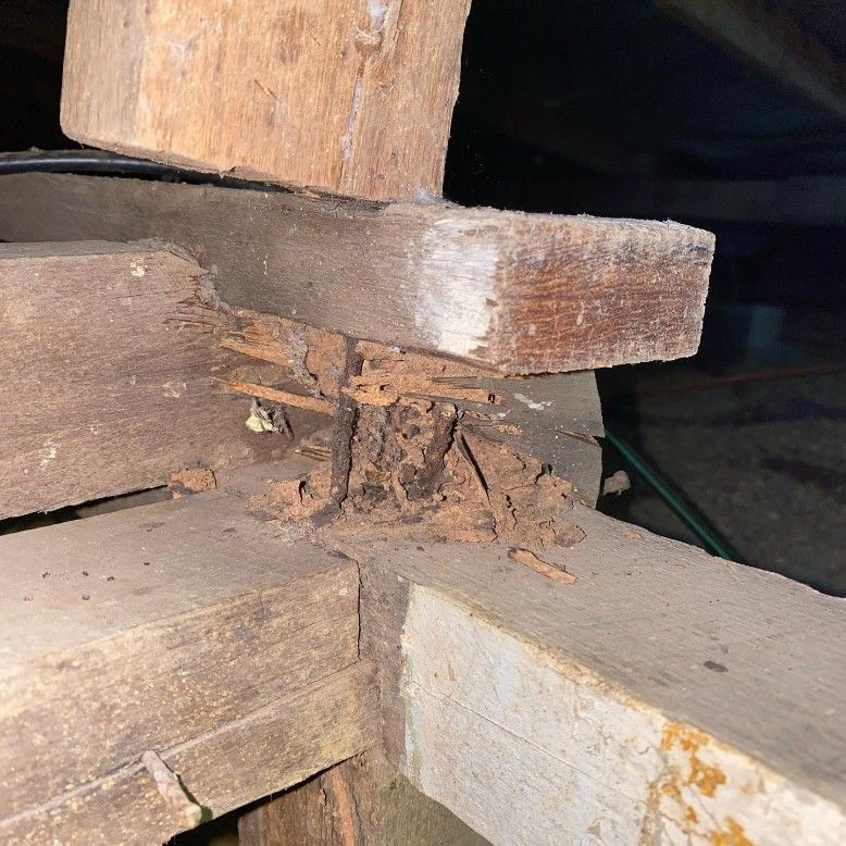 A Close Up of a Piece of Wood With a Few Pieces of Wood Missing — Country to Coast Pest Control In Macksville, NSW