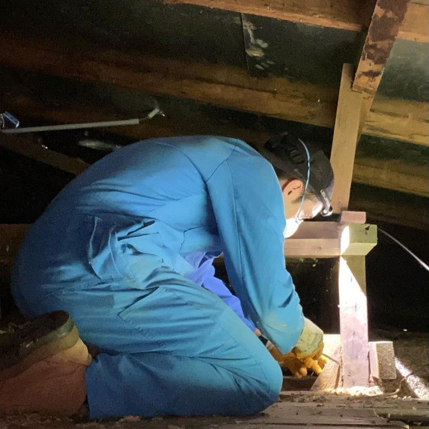 A Bunch of Bats Are Sitting on Top of Each Other on the Ground — Country to Coast Pest Control In Urunga, NSW