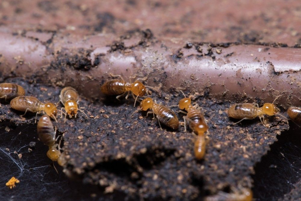 A Group of Termites Are Crawling on a Piece of Wood — Country to Coast Pest Control In Sawtell, NSW