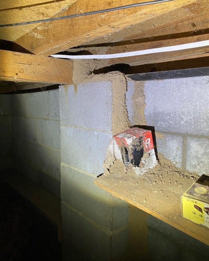 Termites Are Crawling on a Brick Wall in a Basement — Country to Coast Pest Control In Urunga, NSW