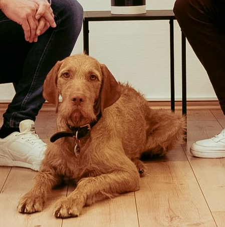 Ein Hund liegt auf dem Boden zwischen den Beinen zweier Personen. Der Hund hat braunes Fell und ein schwarzes Halsband.