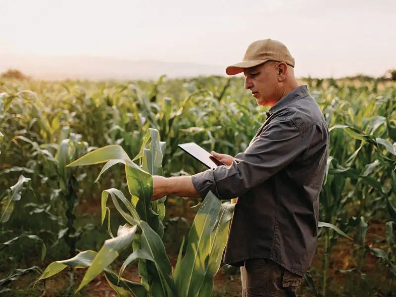 individual looks at corn for fam and ranch insurance