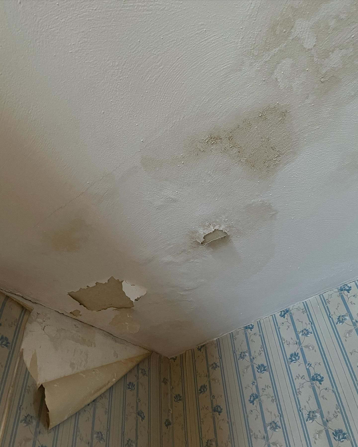 Water-damaged ceiling with peeling paint, moldy spots, and blue wallpaper visible.