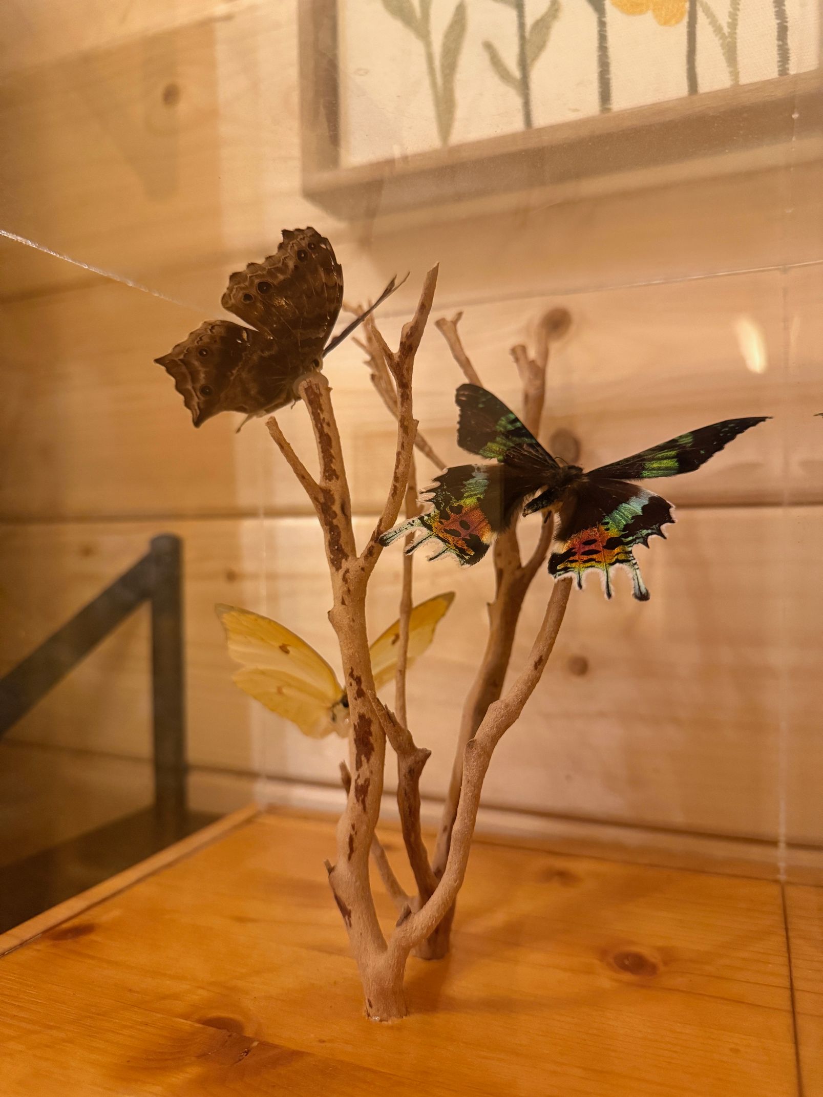 Butterfly on a twig sculpture inside a glass display case