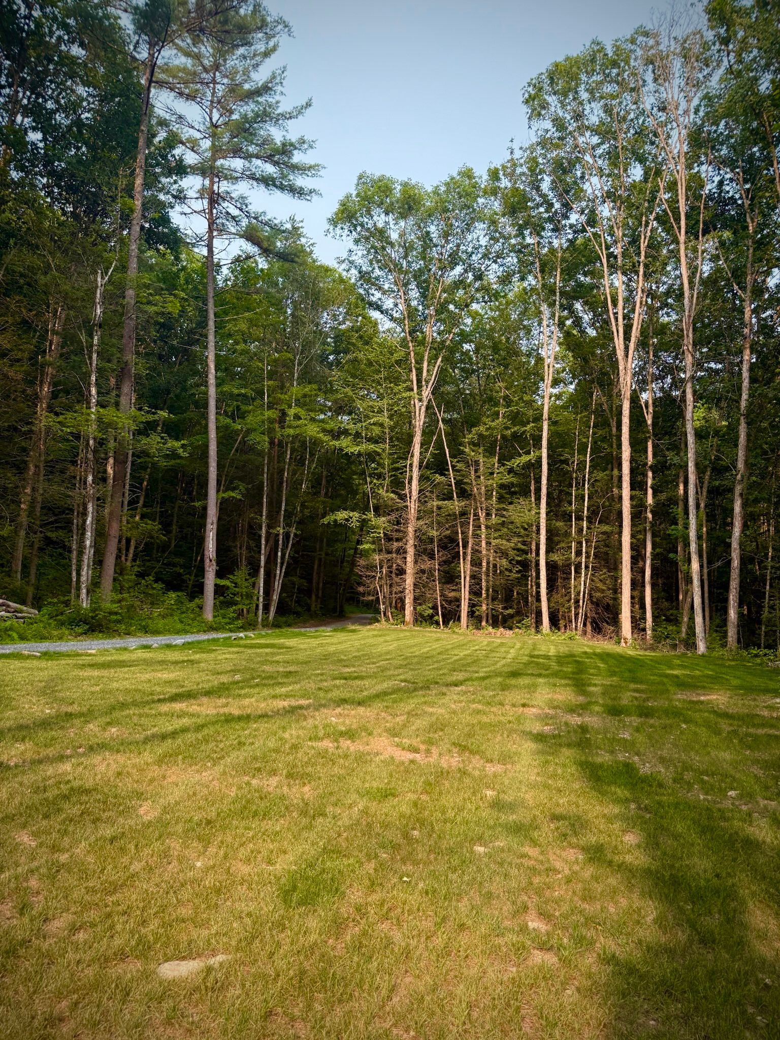 Grassy clearing bordered by tall pine trees under a clear sky