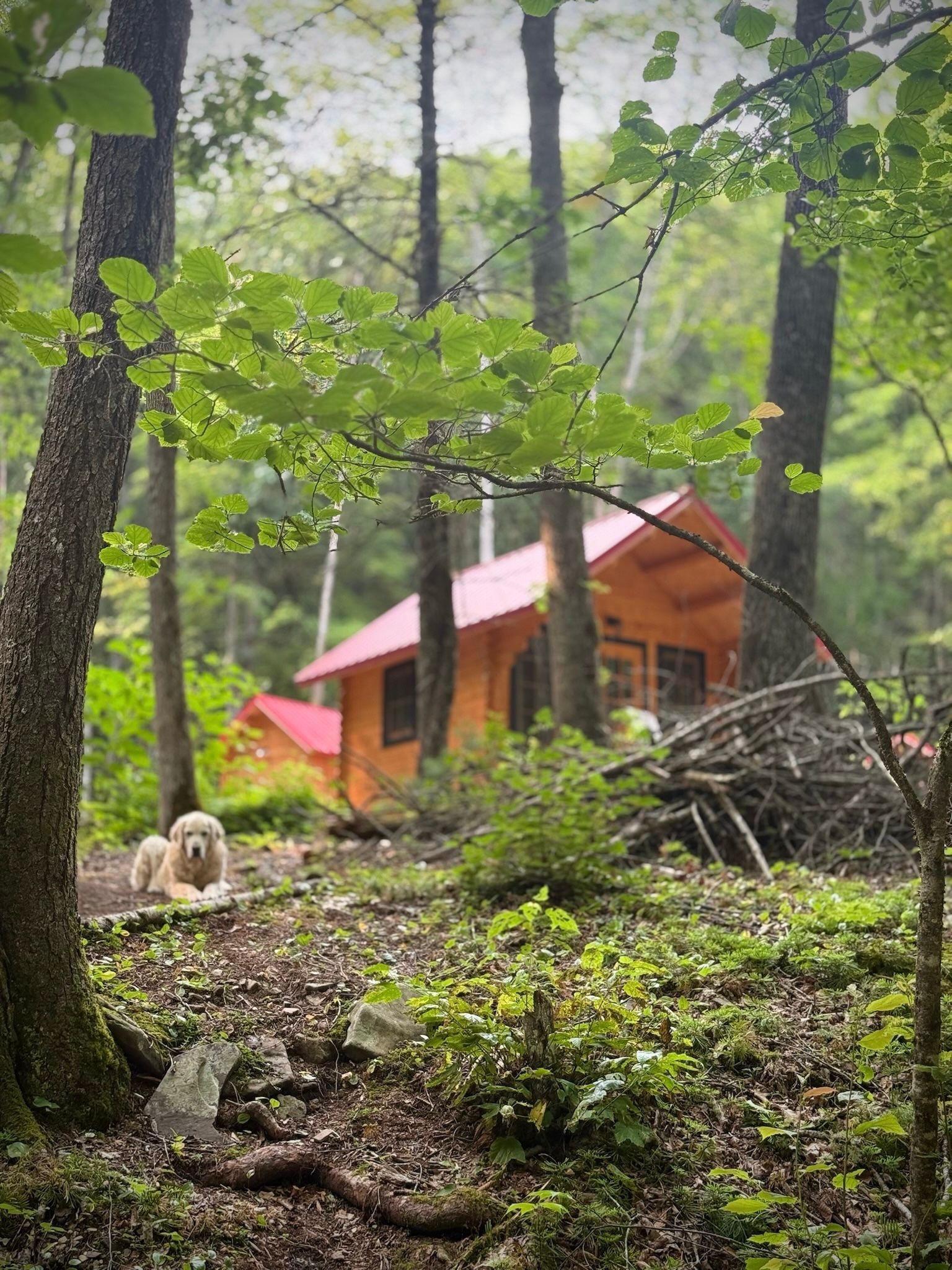 Rustic cabin in a misty forest with a small dog in the foreground