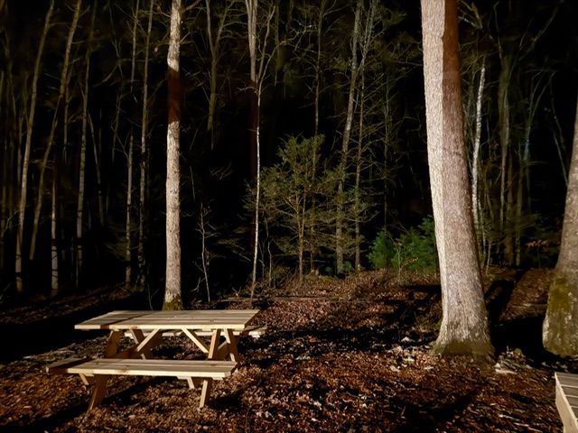 Wooden picnic table in a dark wooded forest at night, lit by a spotlight