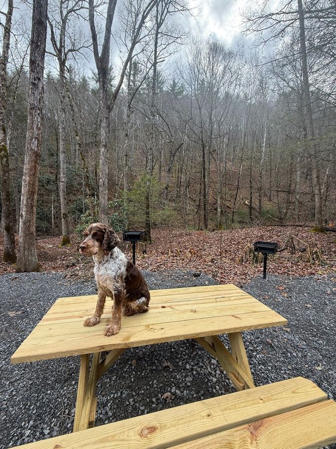 Small dog sitting on a picnic table in a wooded yard, with a yellow bench in the foreground.