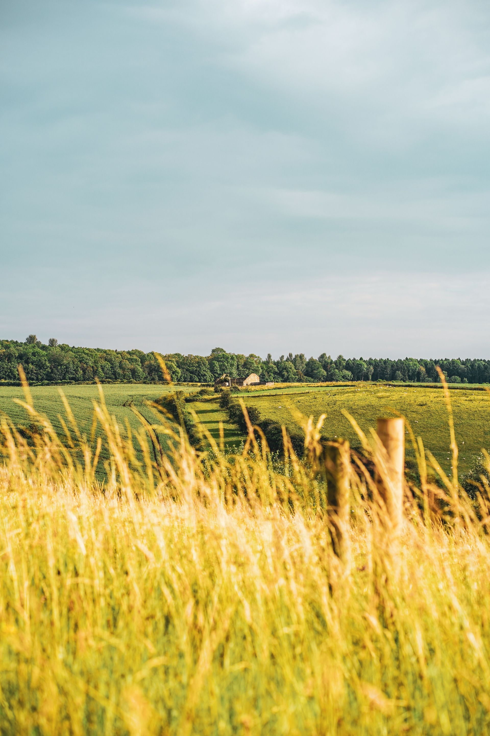 Golden grass in a field with a green tree line under a cloudy sky