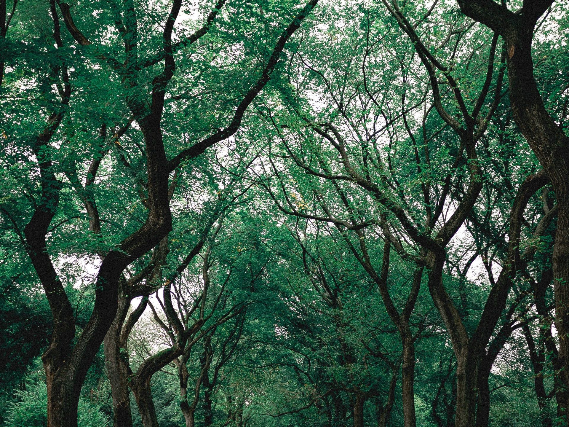 Dense green forest canopy with tall, twisting tree trunks and dappled light