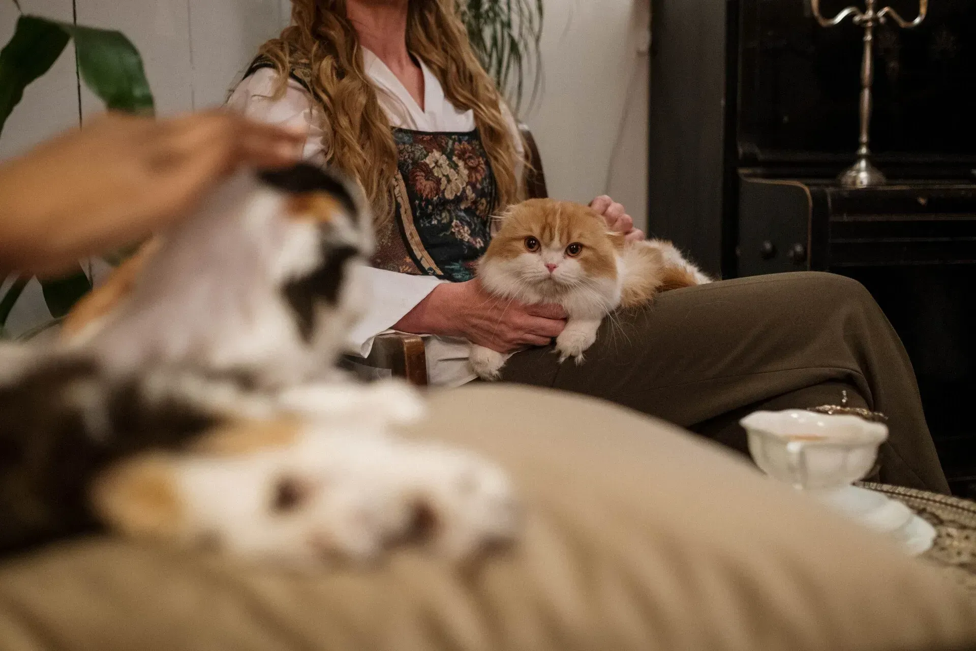 Person petting two fluffy cats on a couch in a cozy living room