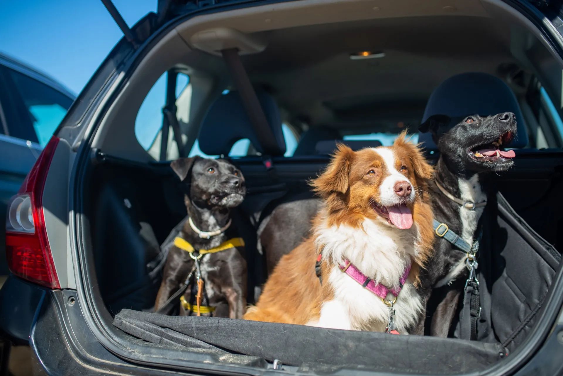 Three dogs sitting in the open trunk of a car, one brown-and-white dog in front.