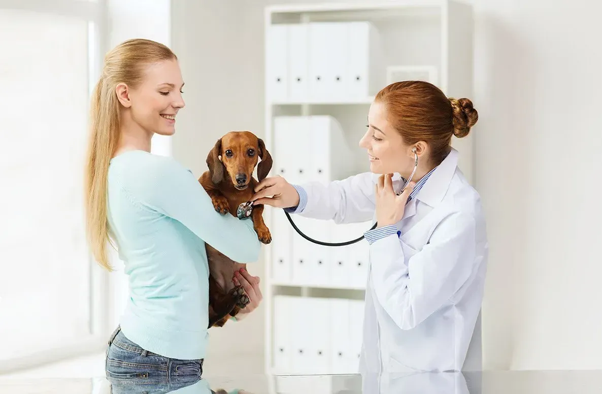 Veterinarian examining a dachshund held by its owner in a bright clinic