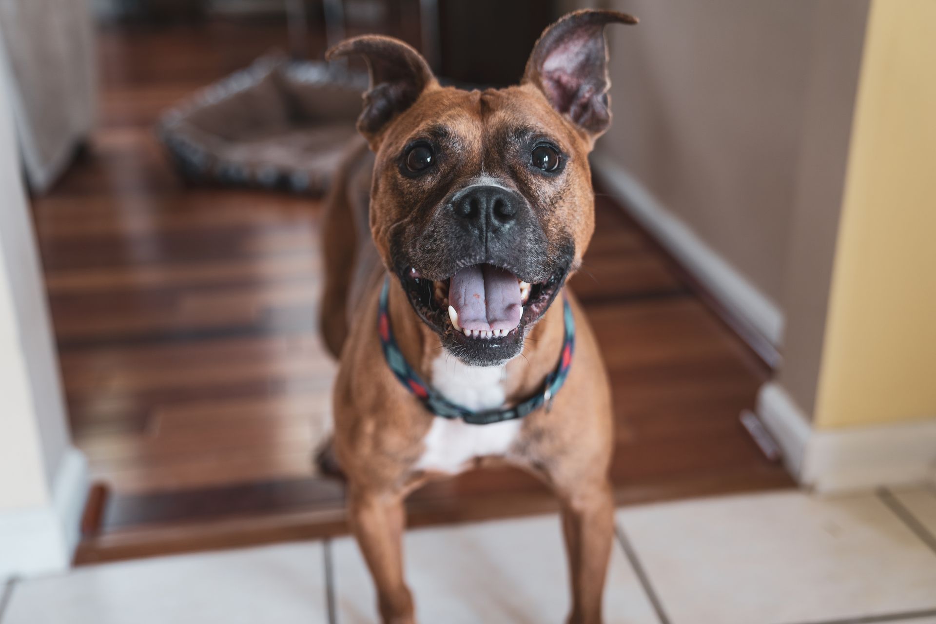 A brown and white dog is standing on a tiled floor and looking at the camera.