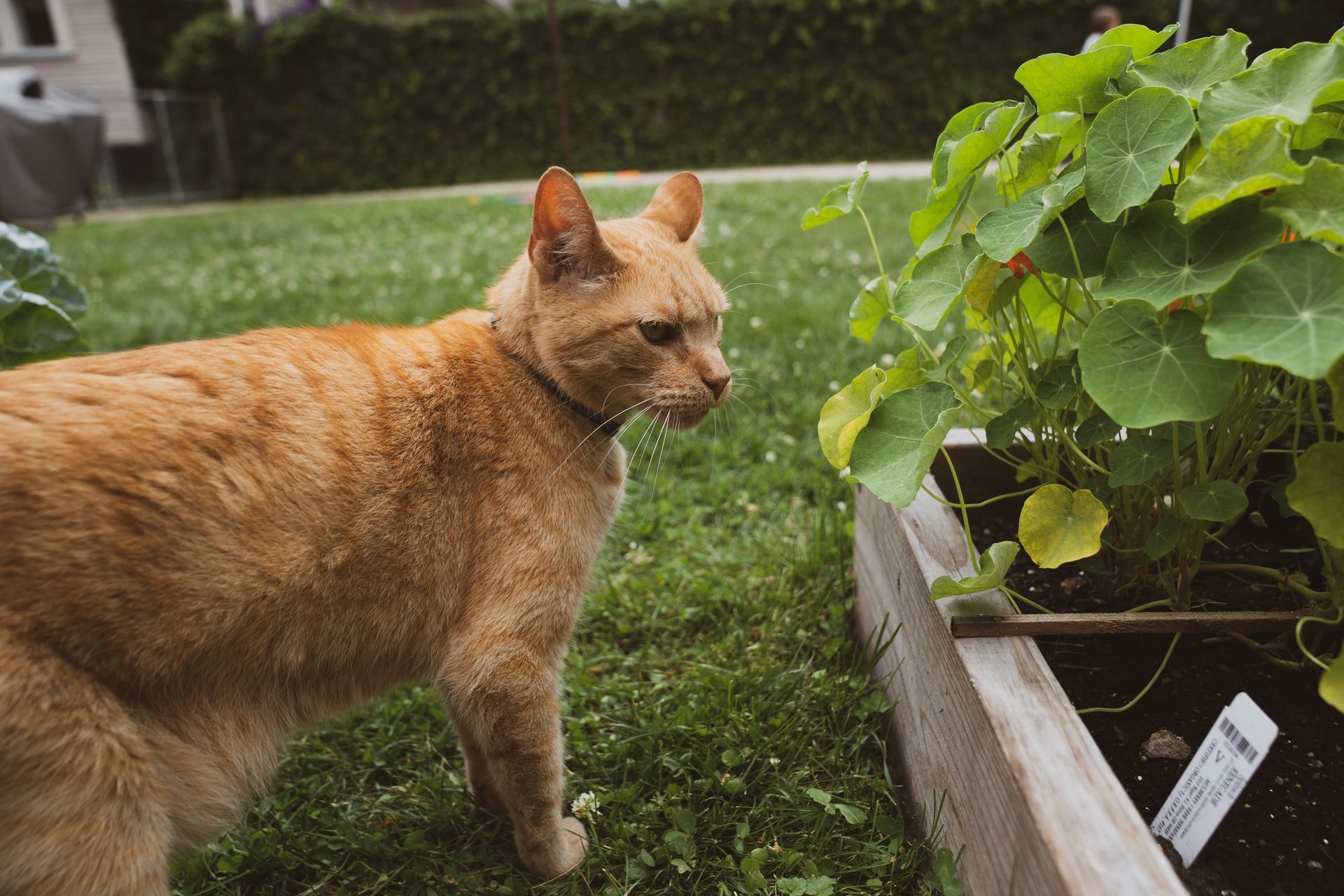 A cat is standing next to a plant in a garden.