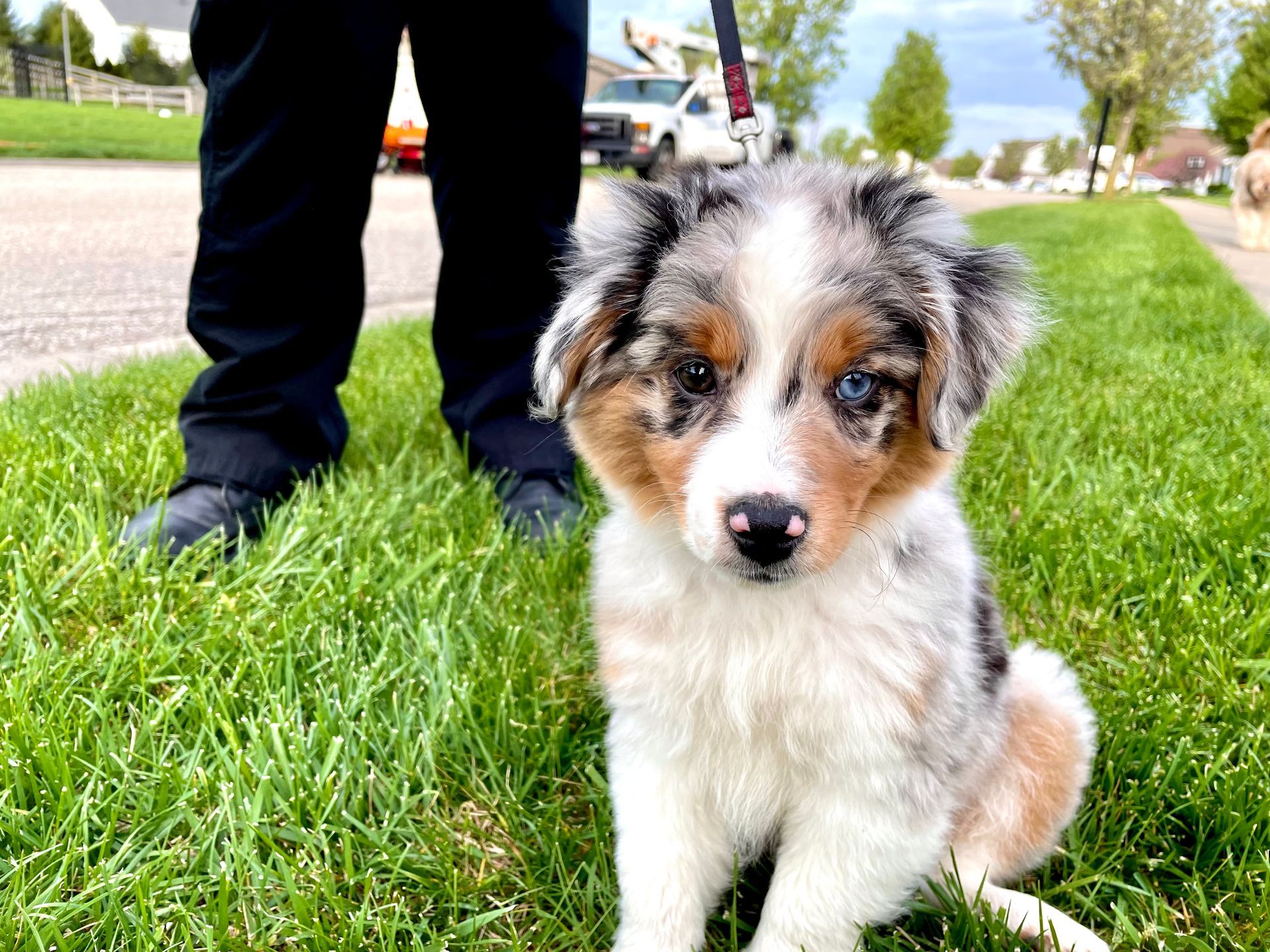 A puppy is sitting in the grass next to a person.