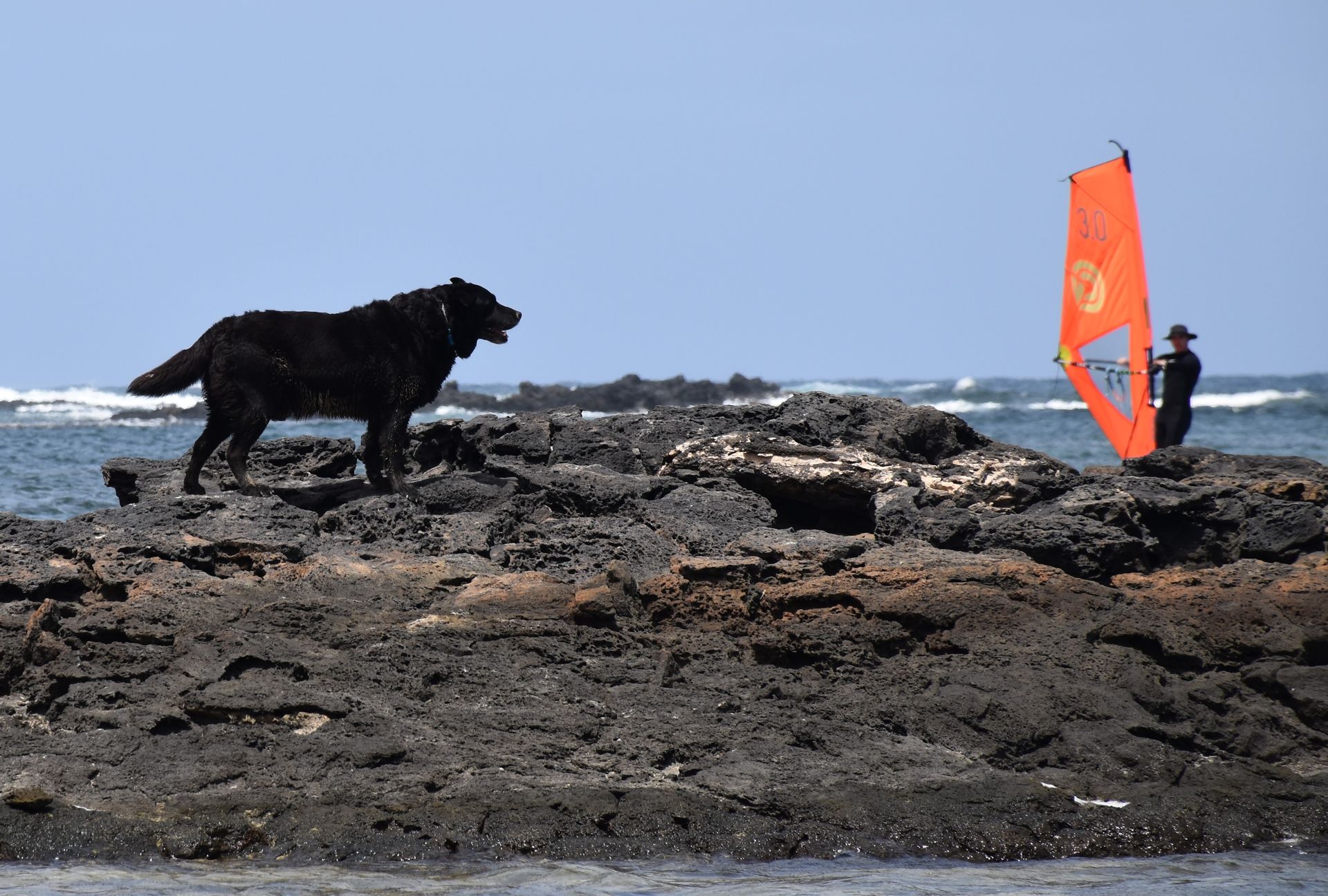 Windsurfing with a dog