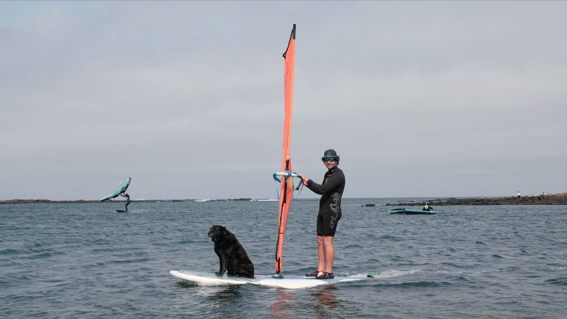 windsurfing dog