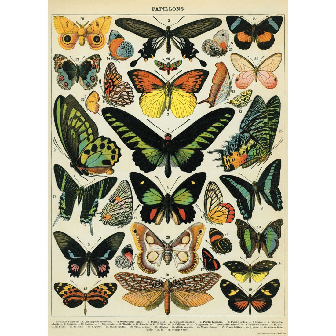 Poster Butterflies (50X70cm)