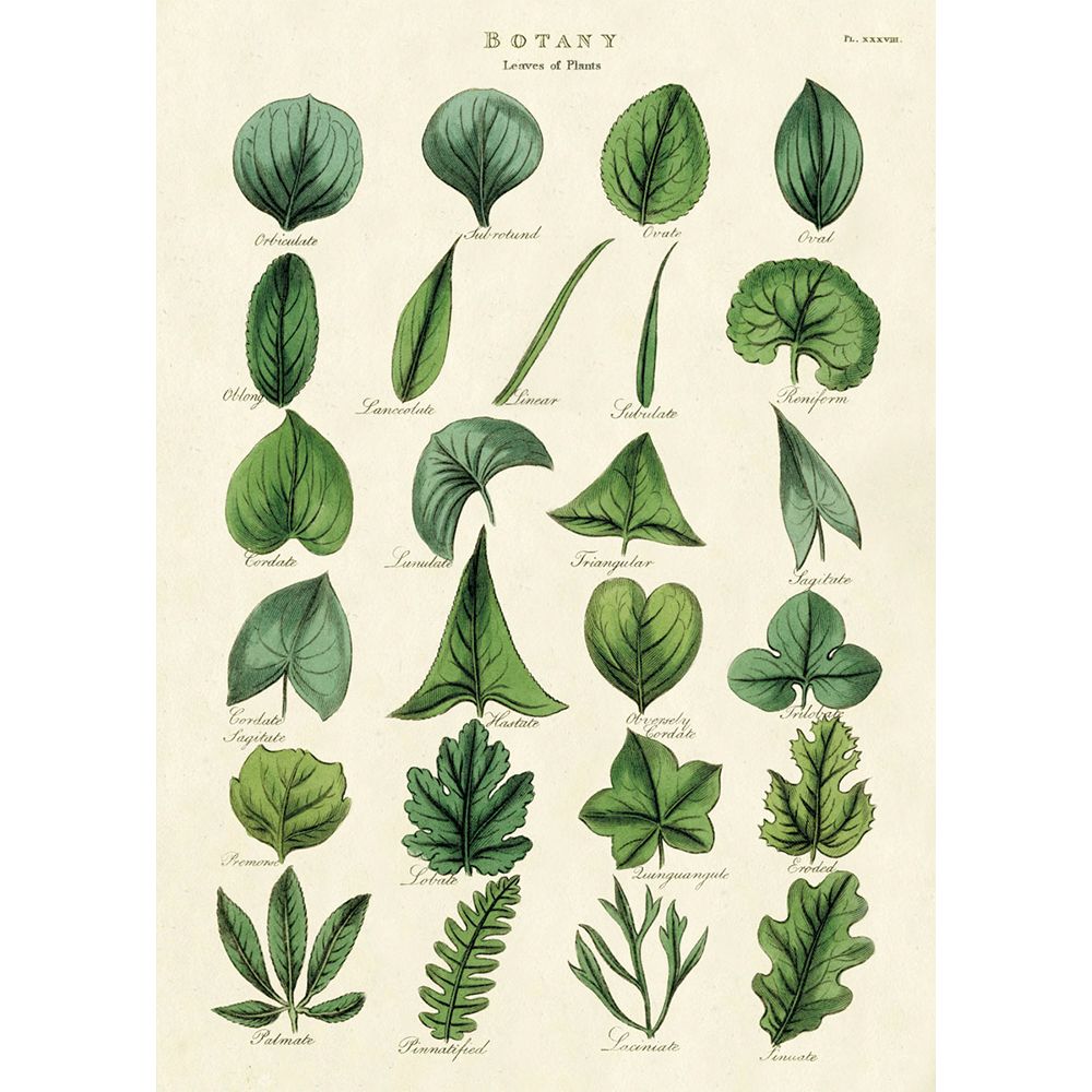 Poster Botany Leaves (50X70cm)