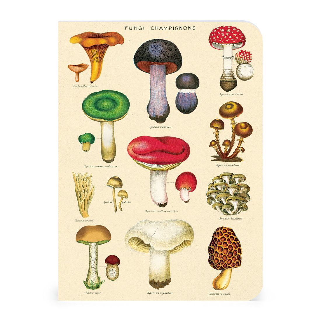Mini Caderno Le Jardin (10X14cm)