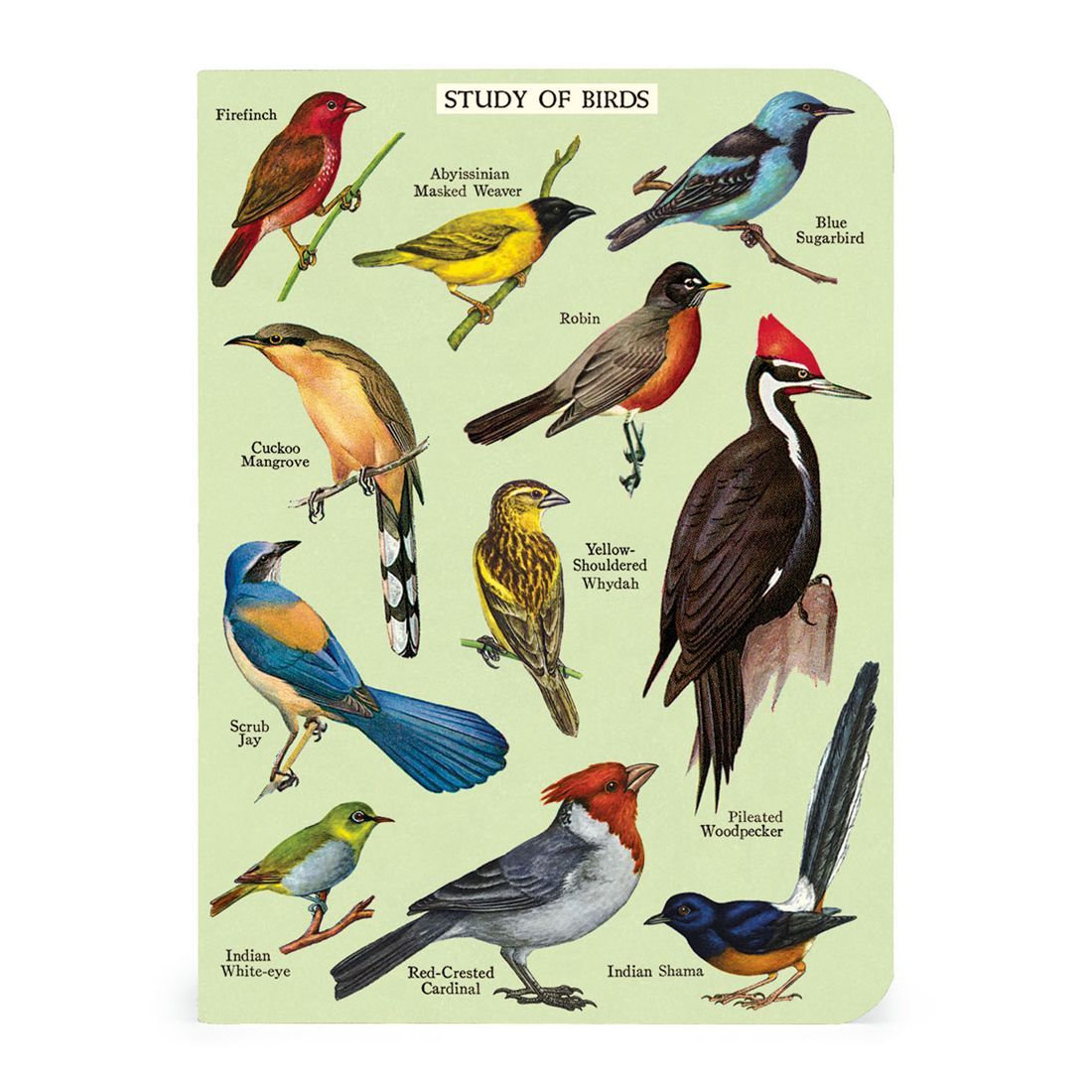 Mini Caderno Bird Watching (10X14cm)
