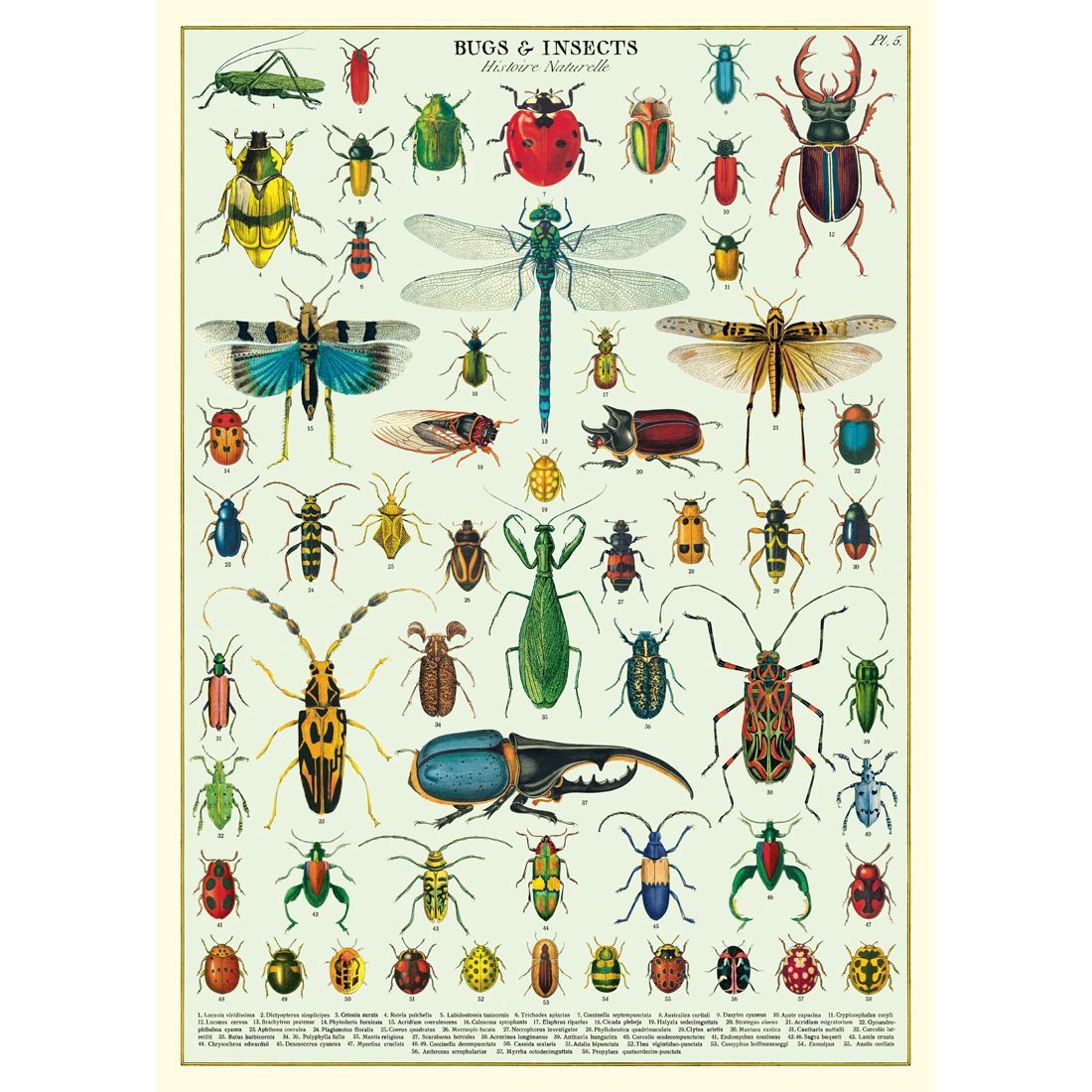 Poster Bugs & Insects (50X70cm)