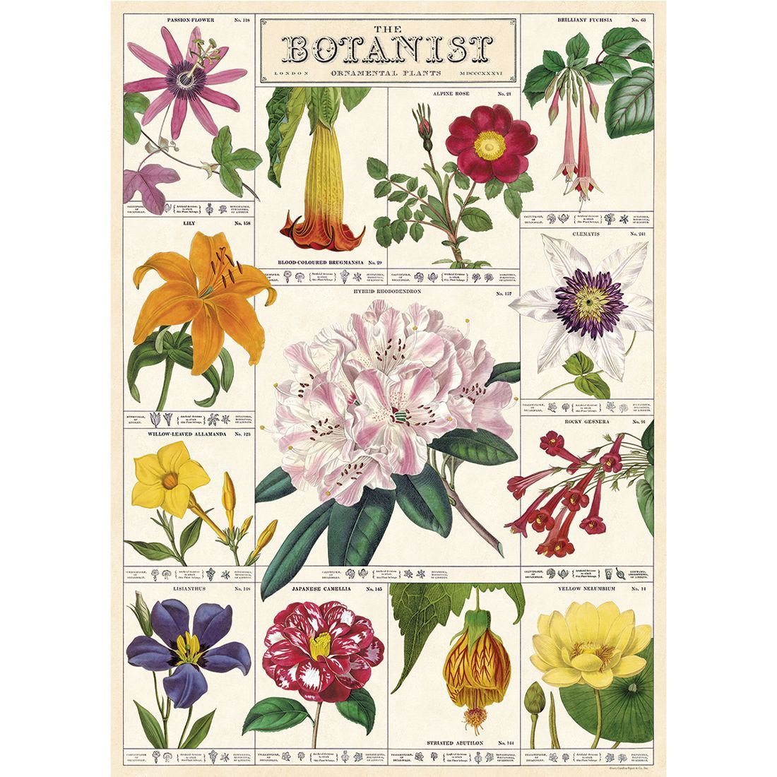 Poster Botanist (50X70cm)