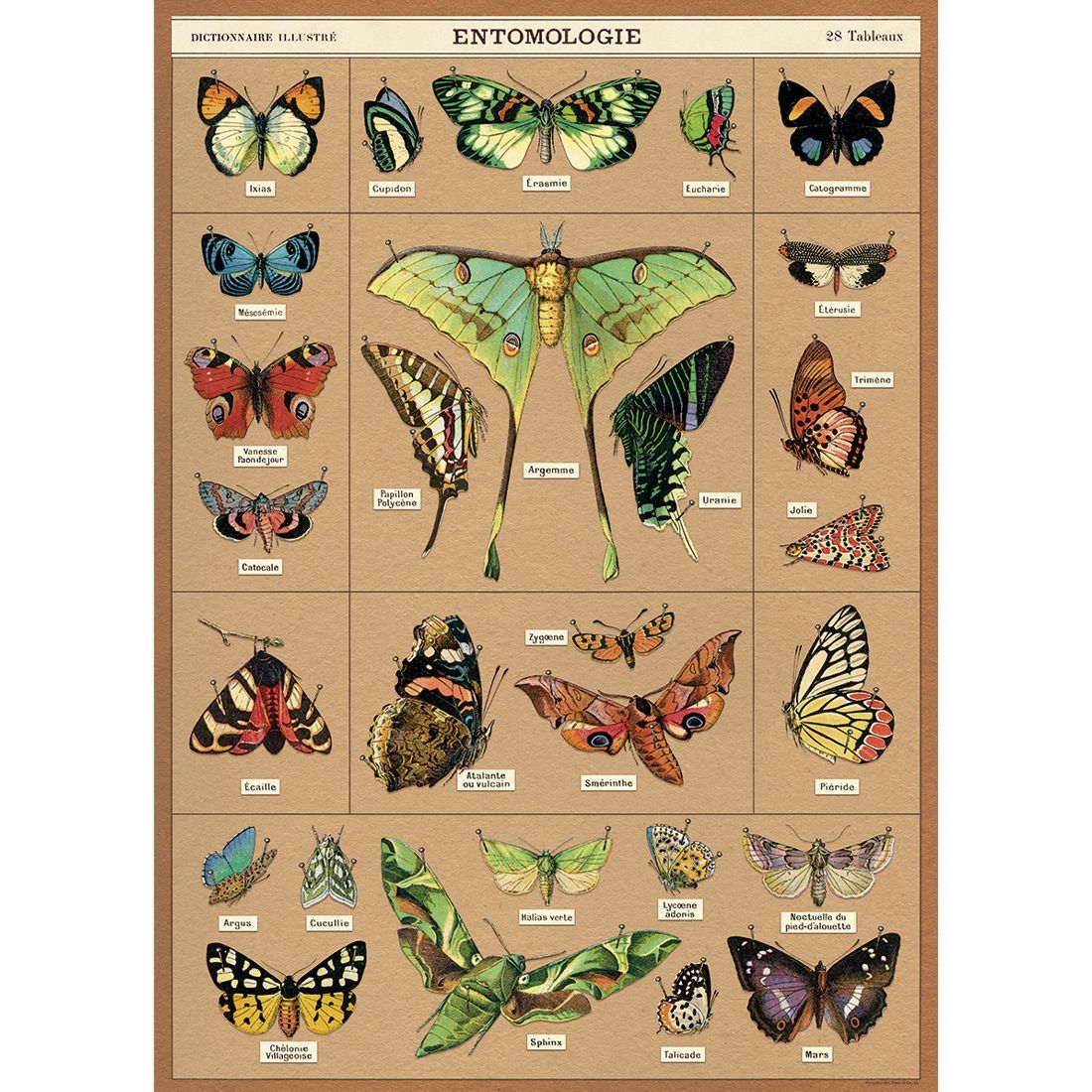 Poster Entomology (50X70cm)