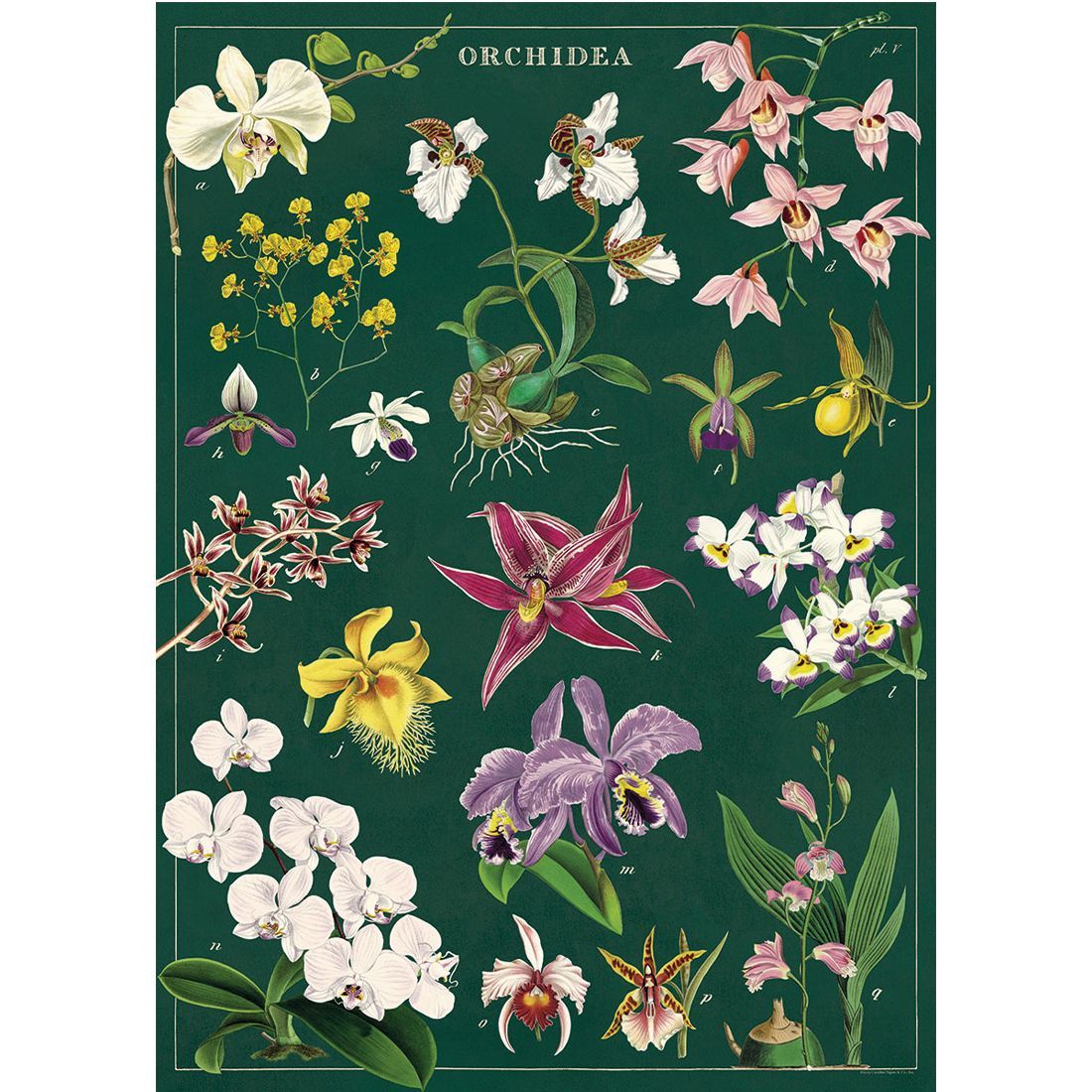 Poster Orchid (50X70cm)