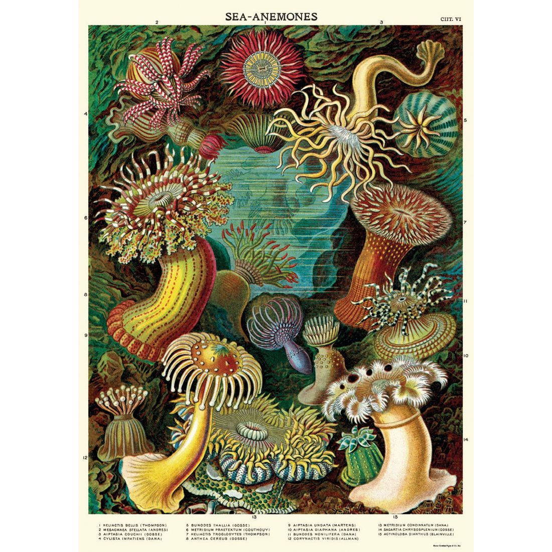 Poster Sea Anemones (50X70cm)