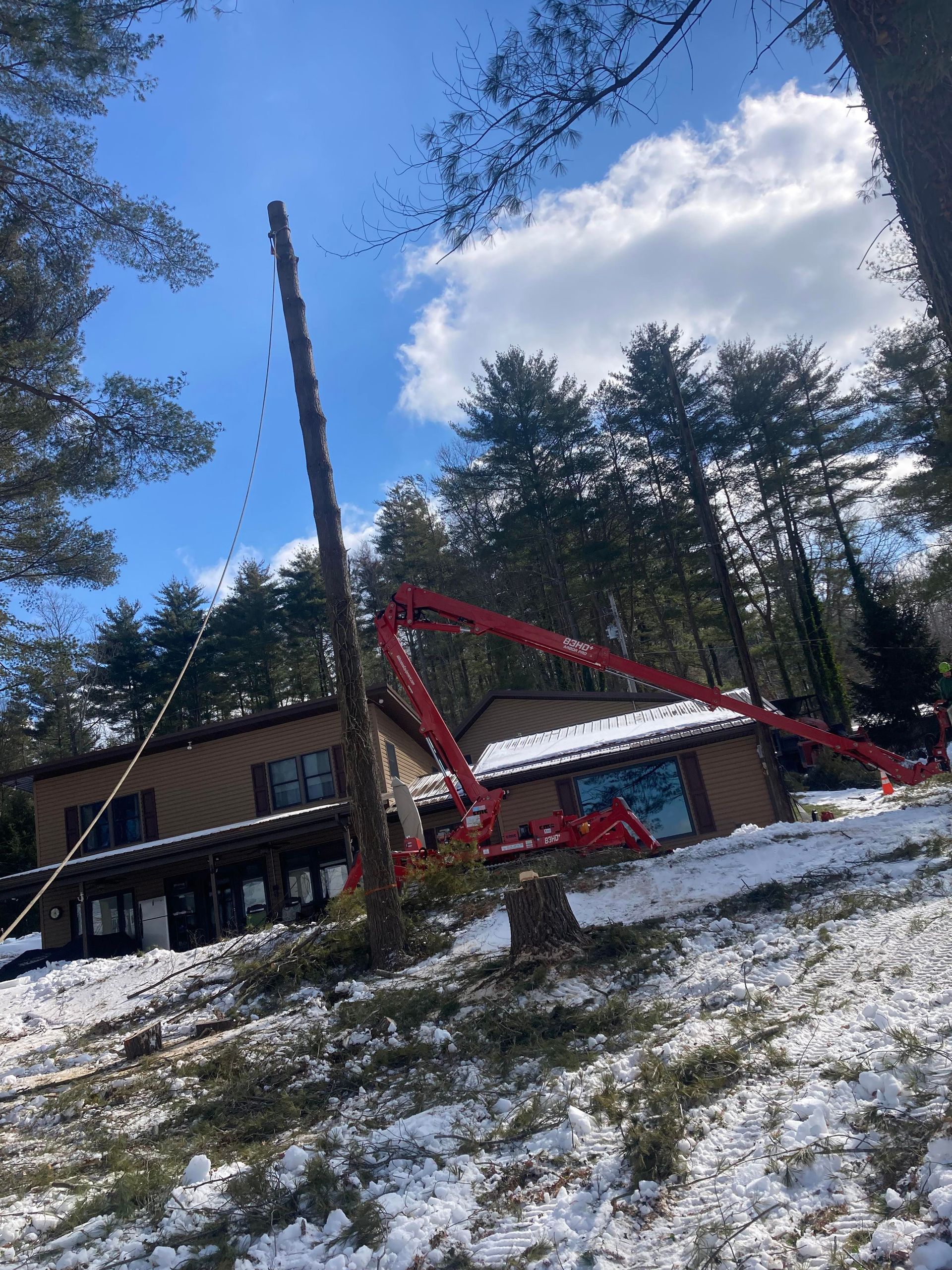 Tall tree trunk being felled near a house in a snowy, wooded area.