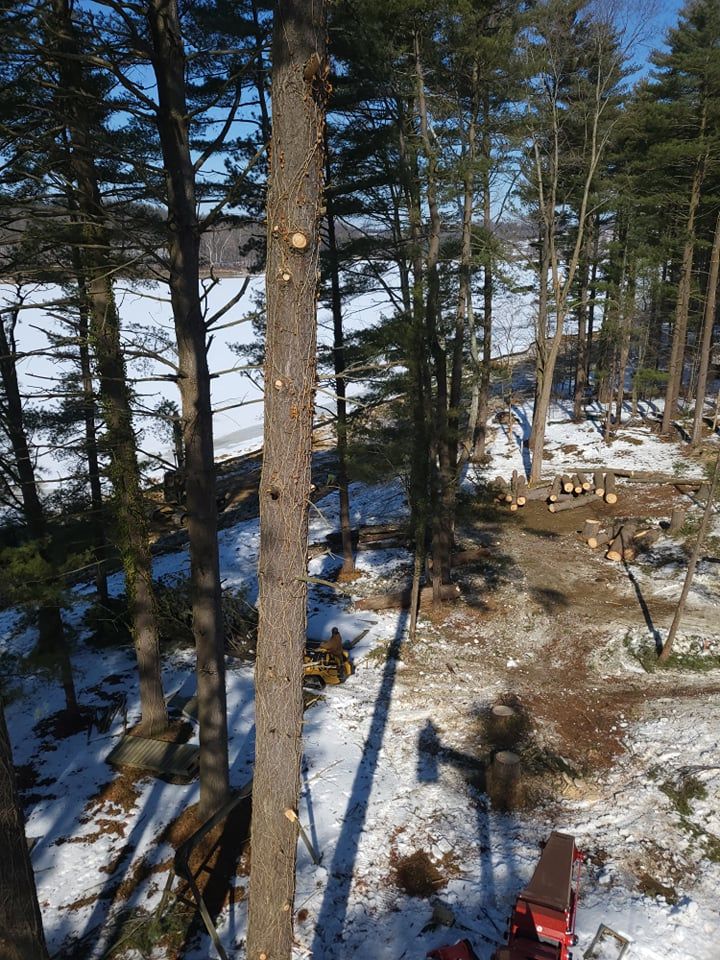 Tall tree being cut down in snowy, wooded area near water.